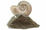 Iridescent, Pyritized Ammonite (Quenstedticeras) Fossil Display #193228-1